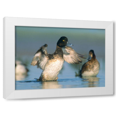 Lesser Scaup Drake Exercising his Wings White Modern Wood Framed Art Print by Fitzharris, Tim