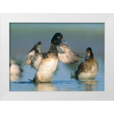 Lesser Scaup Drake Exercising his Wings White Modern Wood Framed Art Print by Fitzharris, Tim