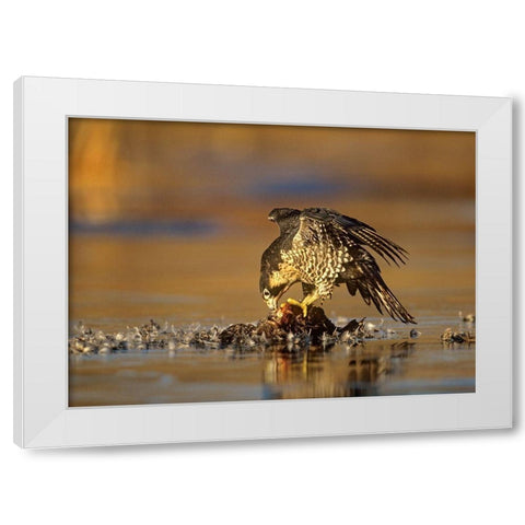 Peregrine Falcon with Prey White Modern Wood Framed Art Print by Fitzharris, Tim