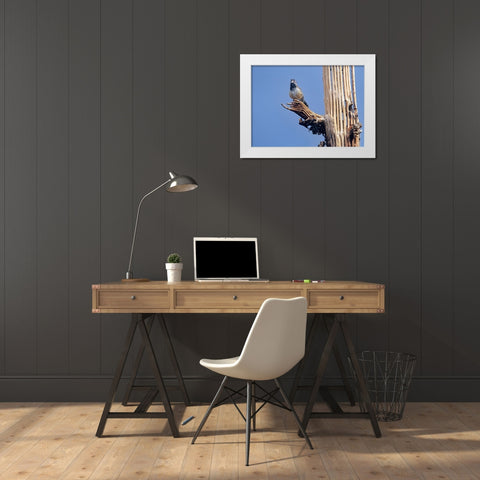 Cactus Wren on Saguaro Cactus Skeleton White Modern Wood Framed Art Print by Fitzharris, Tim