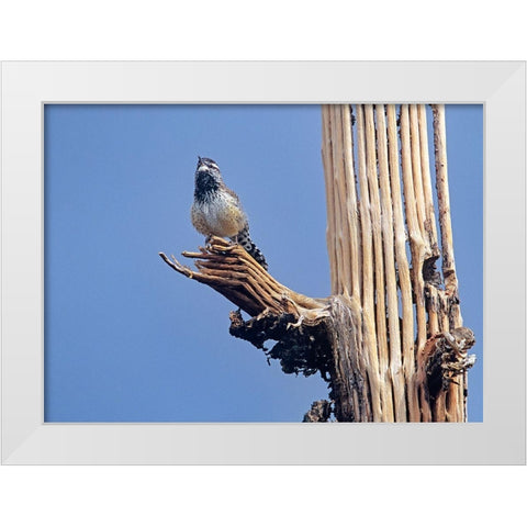 Cactus Wren on Saguaro Cactus Skeleton White Modern Wood Framed Art Print by Fitzharris, Tim