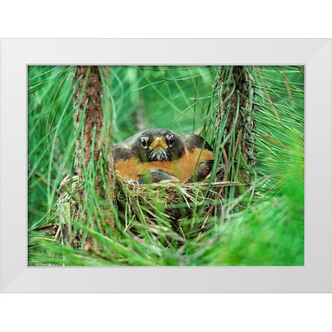 American Robin on Nest with Young White Modern Wood Framed Art Print by Fitzharris, Tim