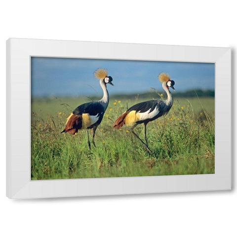 Crowned Cranes Pair White Modern Wood Framed Art Print by Fitzharris, Tim