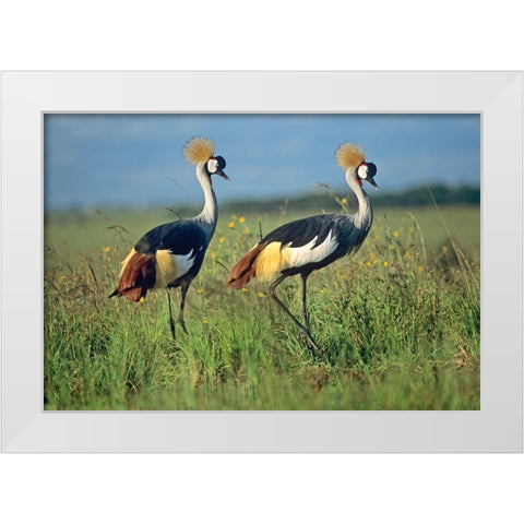 Crowned Cranes Pair White Modern Wood Framed Art Print by Fitzharris, Tim