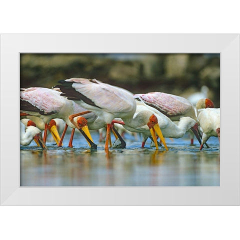 Yellow-billed Storks Feeding-Kenya White Modern Wood Framed Art Print by Fitzharris, Tim