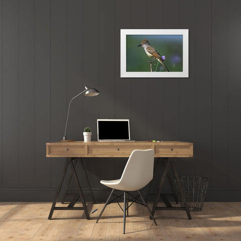 Ash-throated Flycatcher with Insect White Modern Wood Framed Art Print by Fitzharris, Tim