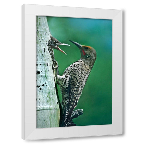 Northern Flicker Male Feeding Young White Modern Wood Framed Art Print by Fitzharris, Tim