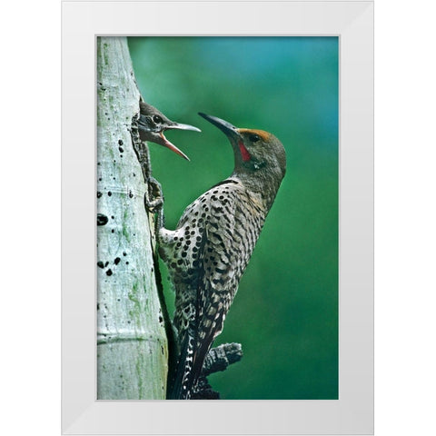 Northern Flicker Male Feeding Young White Modern Wood Framed Art Print by Fitzharris, Tim