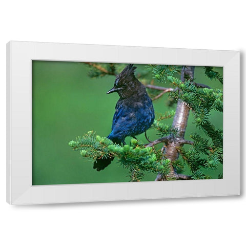 Stellers Jay White Modern Wood Framed Art Print by Fitzharris, Tim