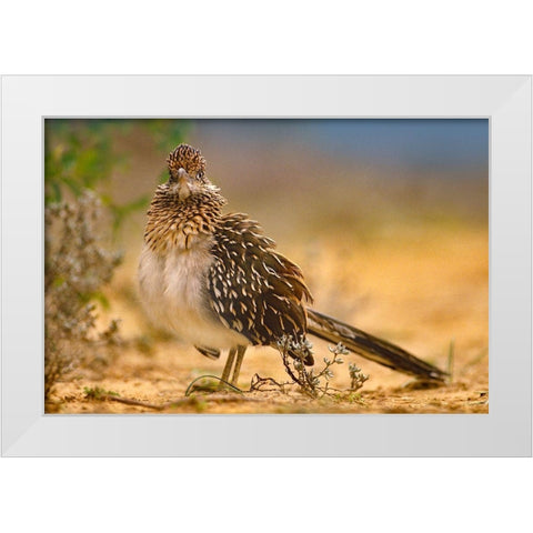 Greater Roadrunner Sunning White Modern Wood Framed Art Print by Fitzharris, Tim