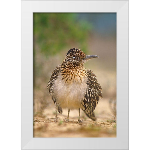 Greater Roadrunner White Modern Wood Framed Art Print by Fitzharris, Tim