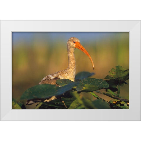 Immature White Ibis White Modern Wood Framed Art Print by Fitzharris, Tim