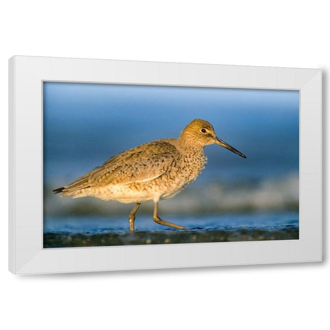 Willet White Modern Wood Framed Art Print by Fitzharris, Tim