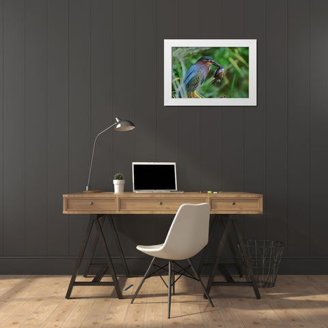 Green Heron with Fish White Modern Wood Framed Art Print by Fitzharris, Tim