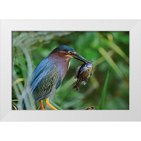 Green Heron with Fish White Modern Wood Framed Art Print by Fitzharris, Tim