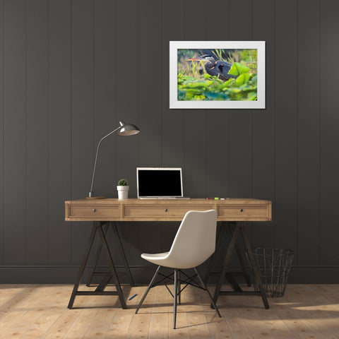 Great Blue Heron in Lily Pads White Modern Wood Framed Art Print by Fitzharris, Tim