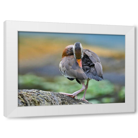 Black-bellied Whistling Duck Preening White Modern Wood Framed Art Print by Fitzharris, Tim