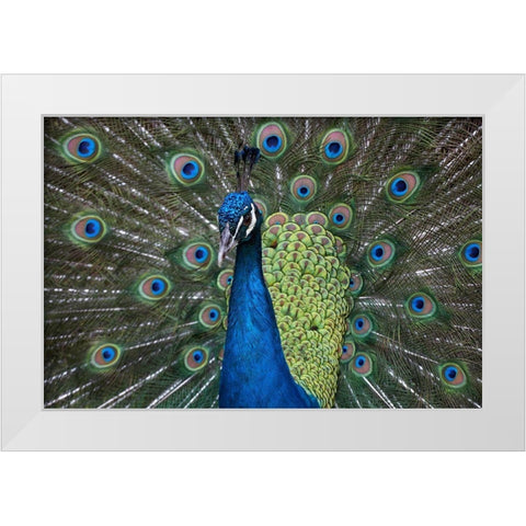 Peacock I White Modern Wood Framed Art Print by Fitzharris, Tim