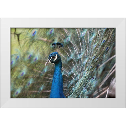 Peacock III White Modern Wood Framed Art Print by Fitzharris, Tim