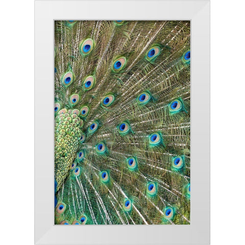 Peacock Feathers White Modern Wood Framed Art Print by Fitzharris, Tim