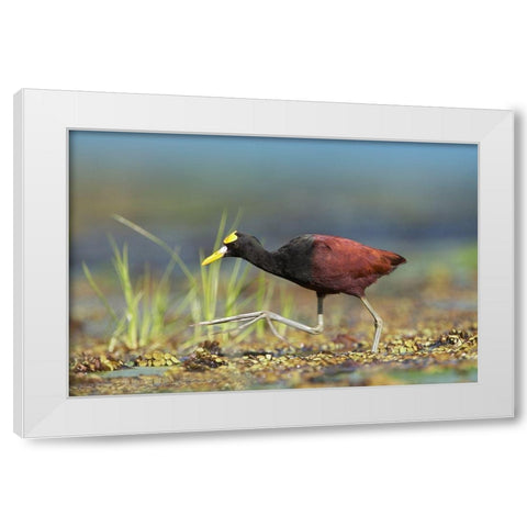 Northern Jacana I White Modern Wood Framed Art Print by Fitzharris, Tim