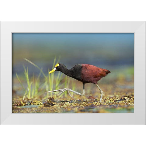 Northern Jacana I White Modern Wood Framed Art Print by Fitzharris, Tim