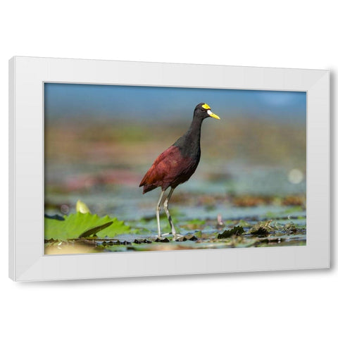 Northern Jacana III White Modern Wood Framed Art Print by Fitzharris, Tim