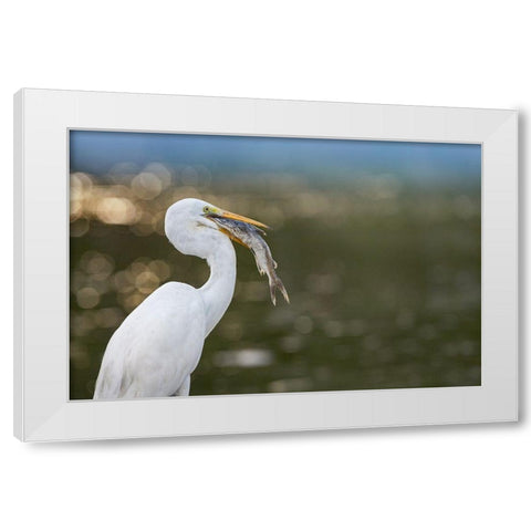 Great Egret with Fish White Modern Wood Framed Art Print by Fitzharris, Tim