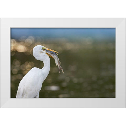 Great Egret with Fish White Modern Wood Framed Art Print by Fitzharris, Tim