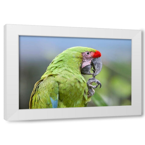 Buffon Macaw White Modern Wood Framed Art Print by Fitzharris, Tim