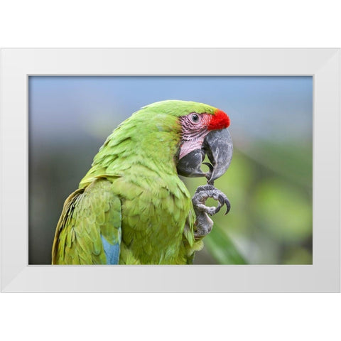 Buffon Macaw White Modern Wood Framed Art Print by Fitzharris, Tim