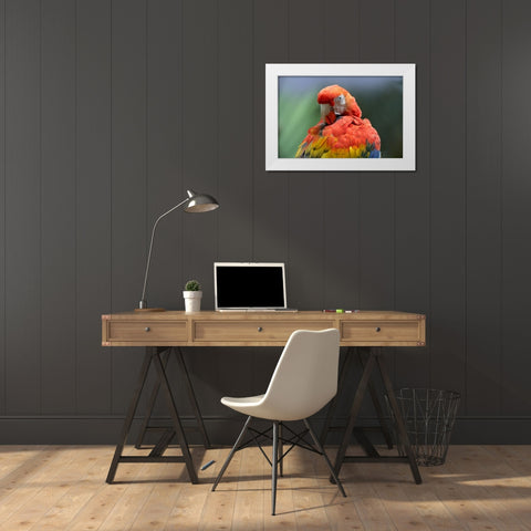 Scarlet Macaw Preening I White Modern Wood Framed Art Print by Fitzharris, Tim