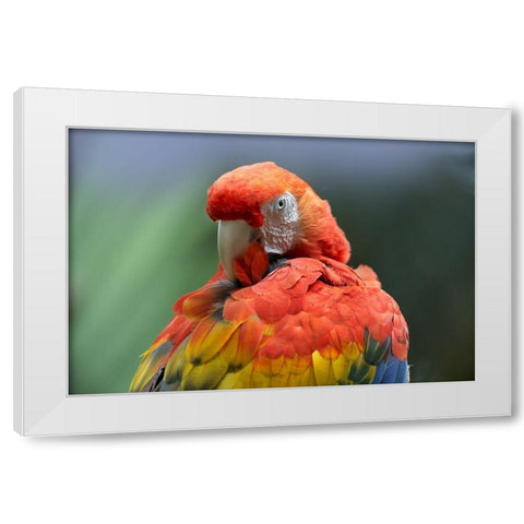 Scarlet Macaw Preening I White Modern Wood Framed Art Print by Fitzharris, Tim