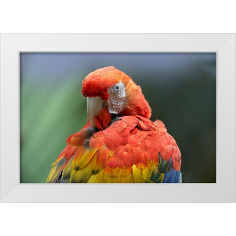 Scarlet Macaw Preening I White Modern Wood Framed Art Print by Fitzharris, Tim