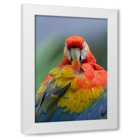 Scarlet Macaw Preening II White Modern Wood Framed Art Print by Fitzharris, Tim