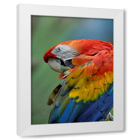 Scarlet Macaw Preening III White Modern Wood Framed Art Print by Fitzharris, Tim
