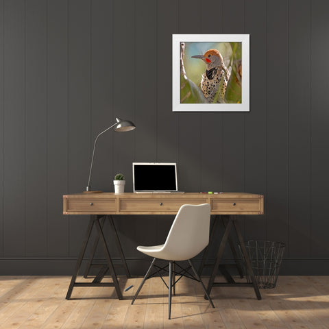 Northern Flicker Woodpecker White Modern Wood Framed Art Print by Fitzharris, Tim