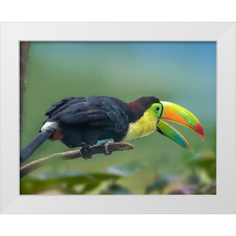 Keel-billed Toucan I White Modern Wood Framed Art Print by Fitzharris, Tim