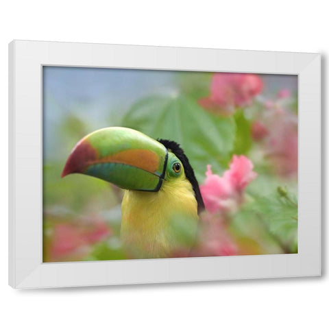 Keel-billed Toucan II White Modern Wood Framed Art Print by Fitzharris, Tim