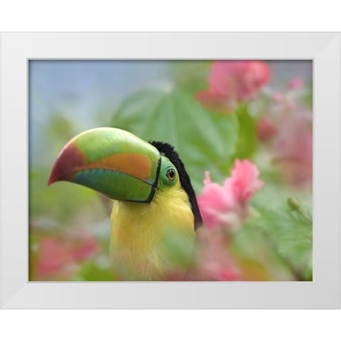 Keel-billed Toucan II White Modern Wood Framed Art Print by Fitzharris, Tim