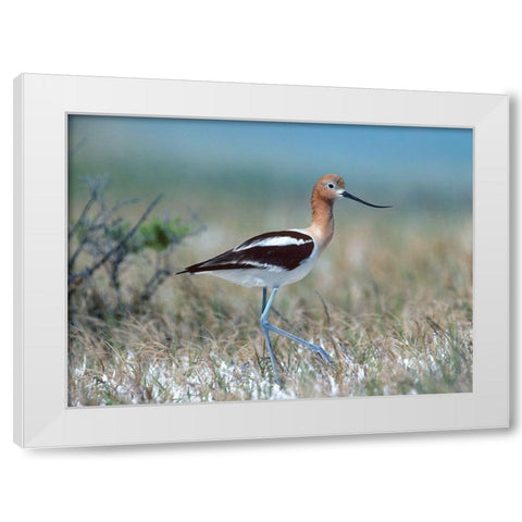 American Avocet White Modern Wood Framed Art Print by Fitzharris, Tim