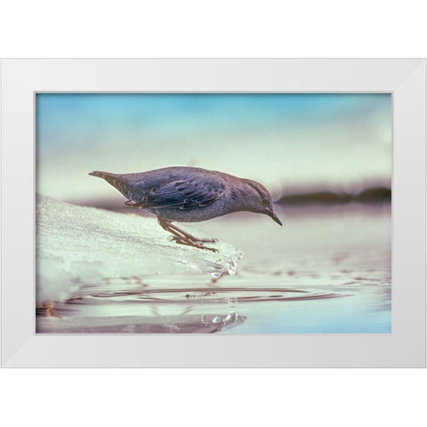 American Dipper Standing on Ice White Modern Wood Framed Art Print by Fitzharris, Tim