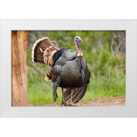 Wild Turkey Male White Modern Wood Framed Art Print by Fitzharris, Tim