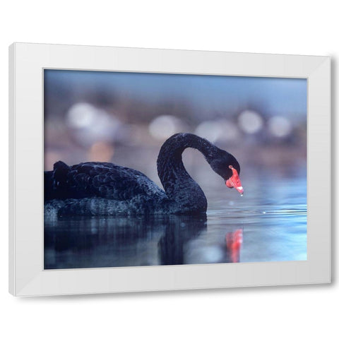 Black Swan-Vancouver-British Columbia White Modern Wood Framed Art Print by Fitzharris, Tim