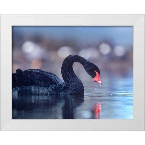 Black Swan-Vancouver-British Columbia White Modern Wood Framed Art Print by Fitzharris, Tim