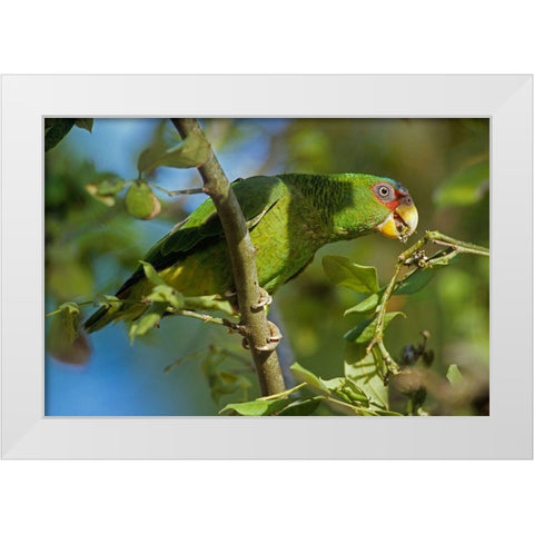 White-fronted Parrot White Modern Wood Framed Art Print by Fitzharris, Tim