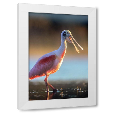 Roseate Spoonbill White Modern Wood Framed Art Print by Fitzharris, Tim