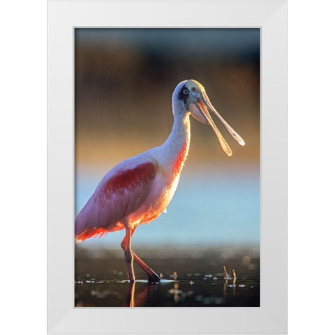 Roseate Spoonbill White Modern Wood Framed Art Print by Fitzharris, Tim