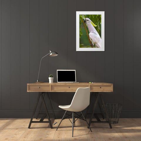 Umbrella Parrot White Modern Wood Framed Art Print by Fitzharris, Tim