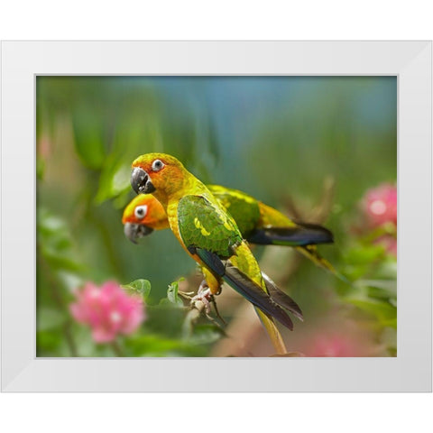 Conure Parrots White Modern Wood Framed Art Print by Fitzharris, Tim